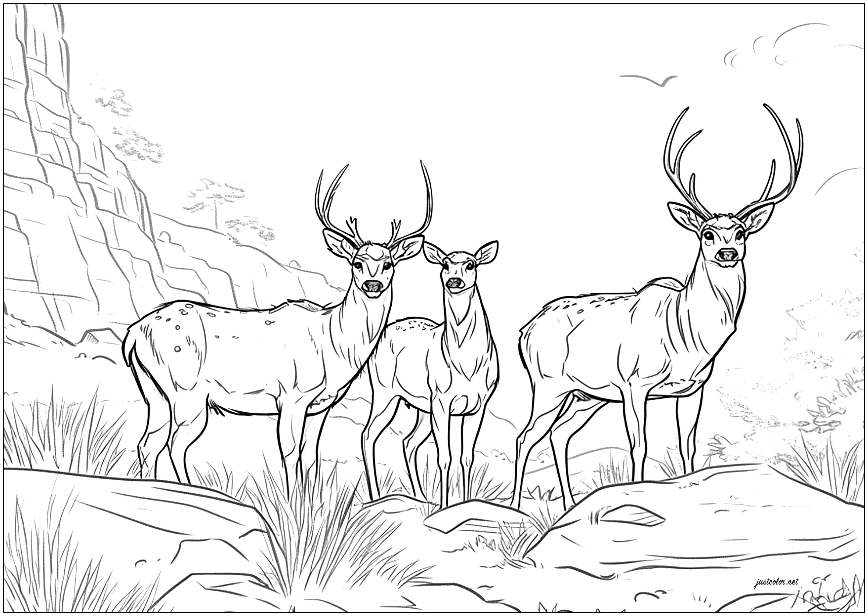 Three adult deer