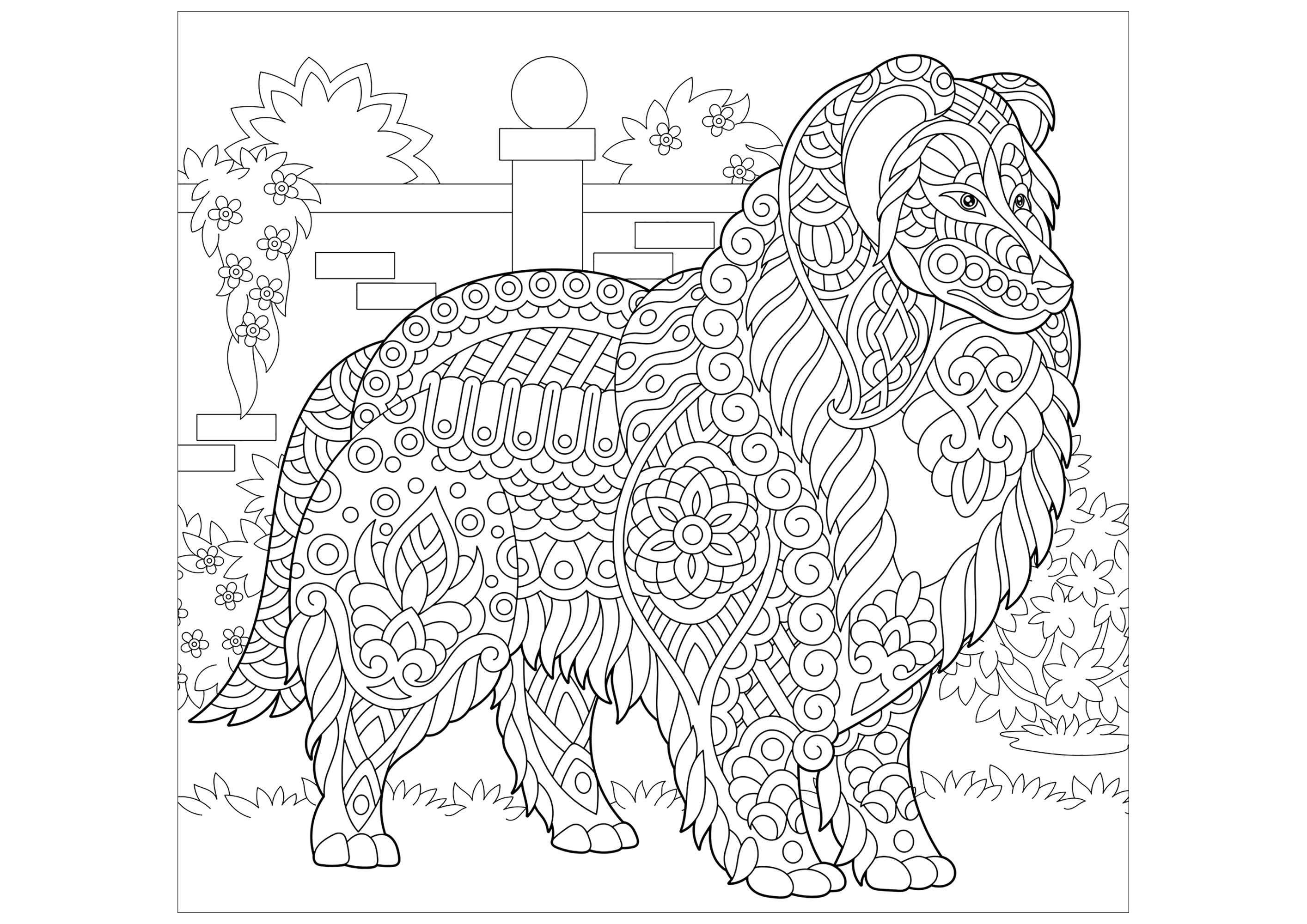 Collie dog - Dogs Adult Coloring Pages