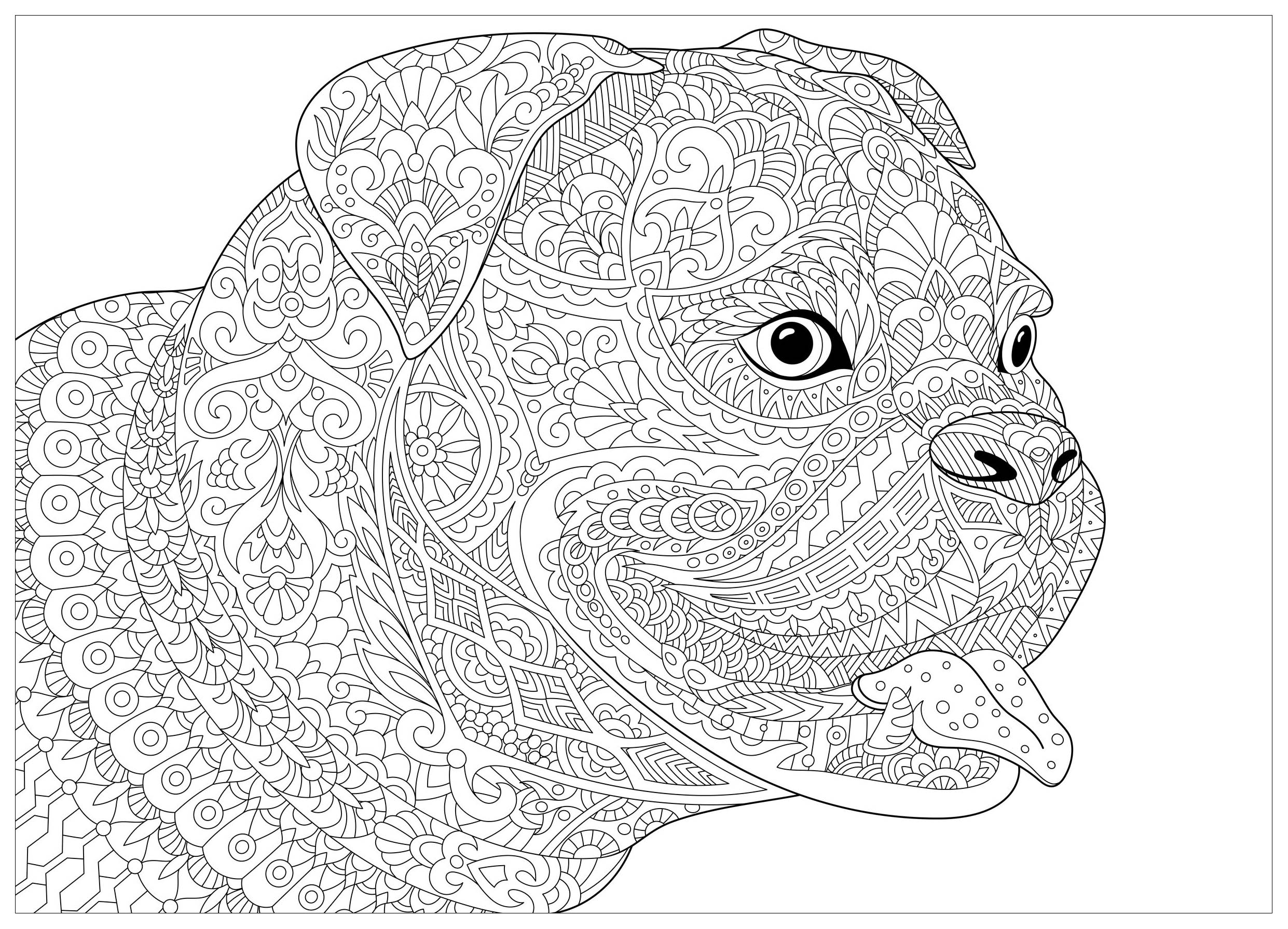 Dog french bulldog - Dogs Adult Coloring Pages