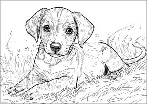 Young puppy lying down (Dog Coloring Page)