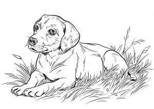 Young dog sitting in the grass (Coloring Page)