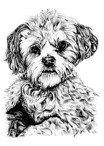 Small curly haired dog