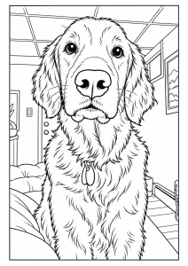 Close up of a golden retriever