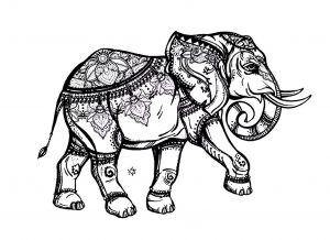 Coloring elegant elephant