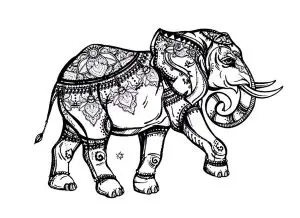 Elegant elephant