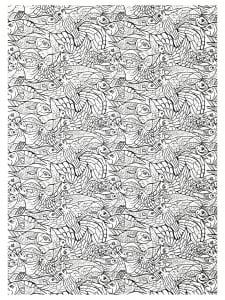 Adults Fishes Complex