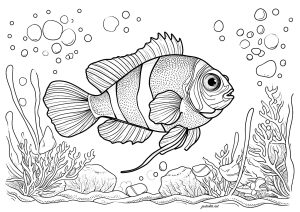 Fish to color