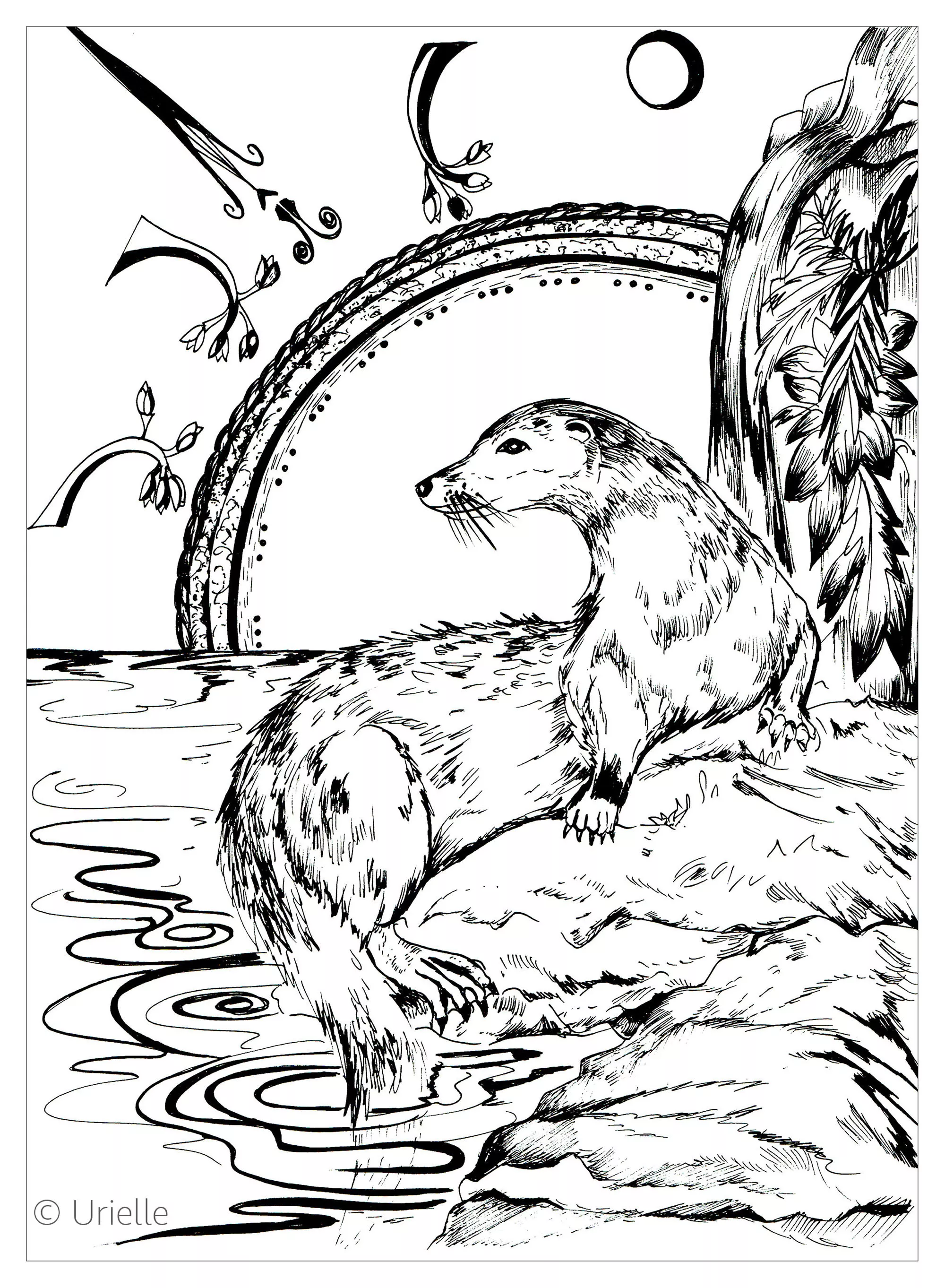 The otter (Printable Fish Coloring Page for adults)