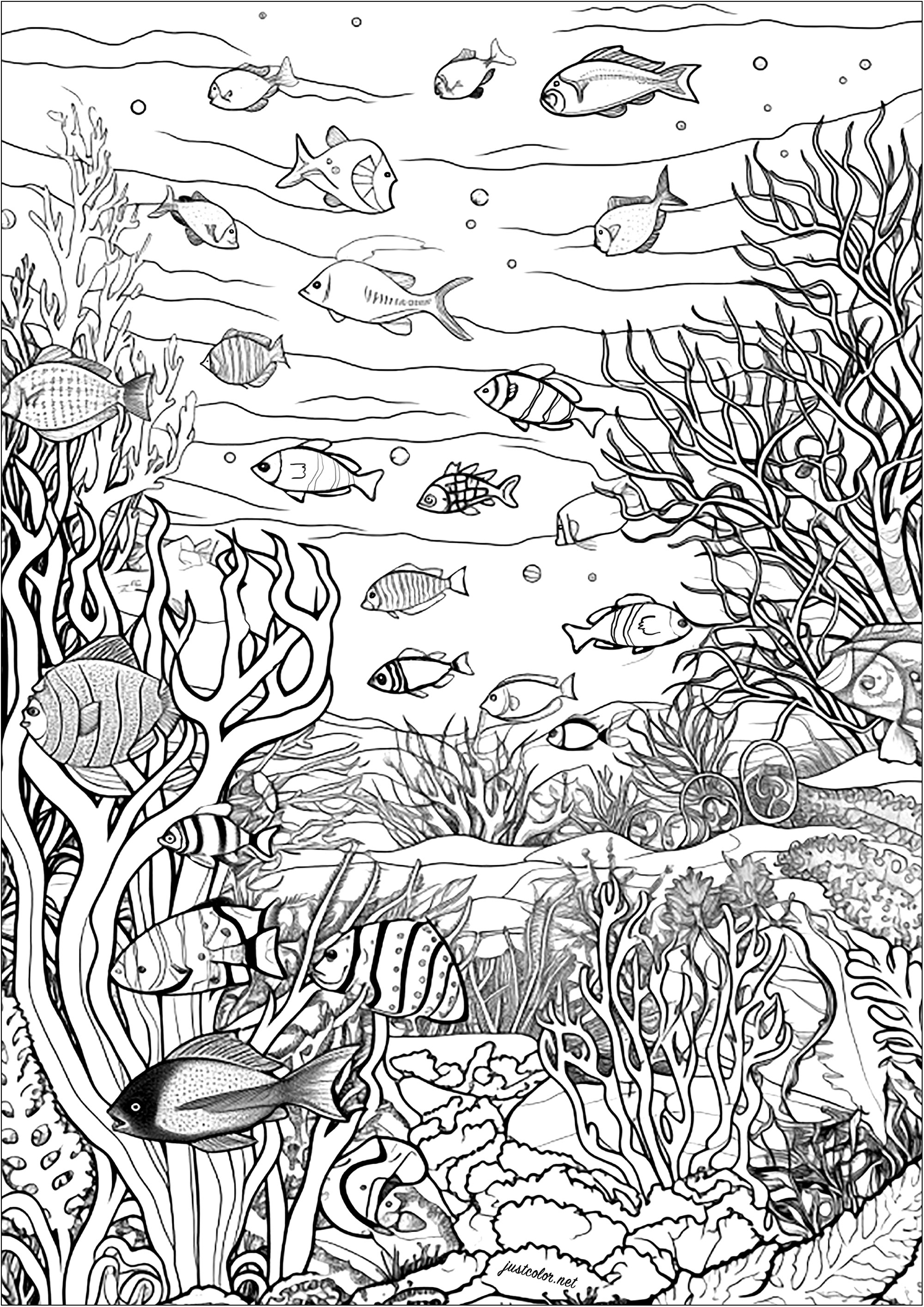 Many fish and corals. Color these pretty fishes, swimming in the middle of seaweeds swaying with the currents and corals whose complex structures line the ocean floor