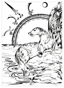 coloring-adult-otter
