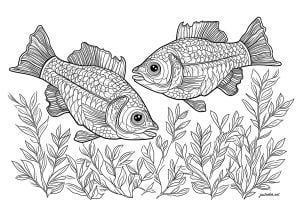 Pretty fish with seaweed (Coloring Page)