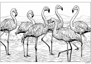 flamingos-68599 (Coloring Page)