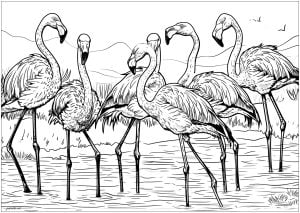 Printable Flamingos complex coloring sheets for adults