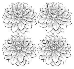 Four dahlia flowers