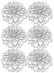 Six dahlia flower
