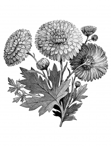 coloring-adult-vintage-flower-garden-clip-art-black-and-white