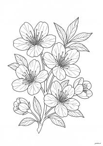 Peach blossom