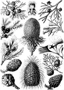 Old engraving flowers vegetation