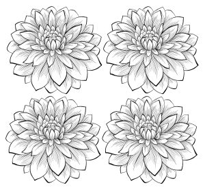 Coloring adult four dahlia flowers