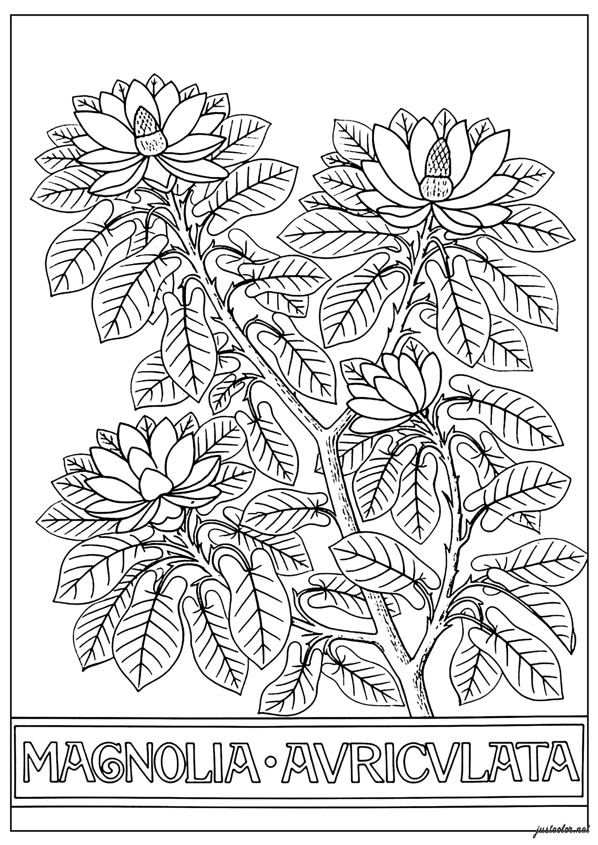 Magnolia in lush bloom - Flowers & vegetation Coloring Pages
