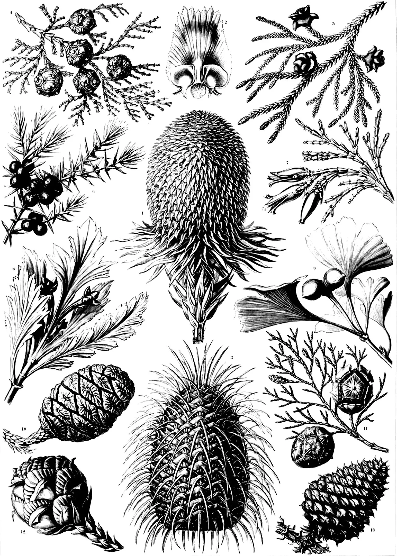 Old engraving flowers vegetation (Printable Flowers & vegetation Coloring Page for adults)