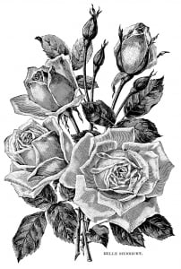 Coloring adult vintage garden roses 2