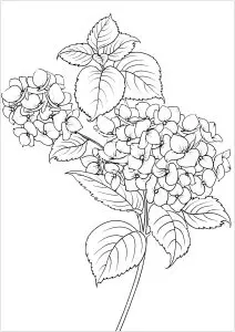 Flowers & Leaves