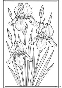 Elegance of delicate flowers in harmony (Flowers & vegetation Coloring Page)
