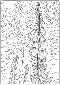 Pretty Foxglove (Flowers & vegetation Coloring Page)
