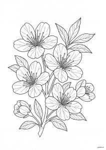 Peach blossom (Flowers & vegetation Coloring Page)