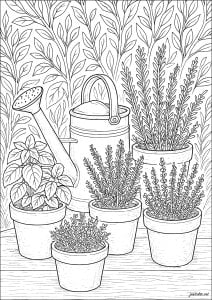 Garden of soothing green pots (Flowers & vegetation Coloring Page)