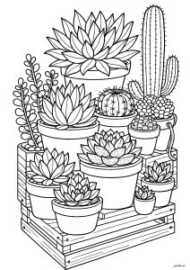 Various cacti and succulents (Flowers & vegetation Coloring Page)