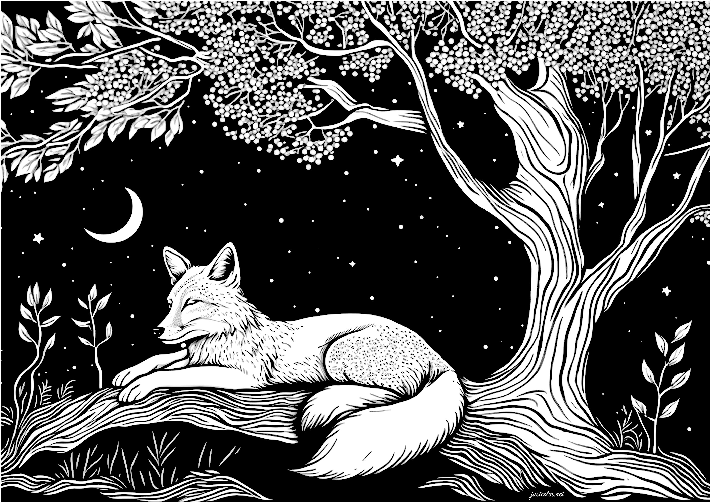 Coloring of a fox sleeping in the moonlight. It is a clear, calm night, and a peaceful fox is asleep under a tree and the stars. He is surrounded by a starry sky and a quarter moon.