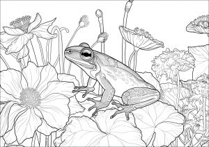 Beautiful frog on flowers