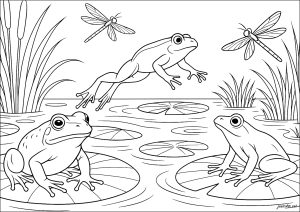 Three frogs in a calm pond