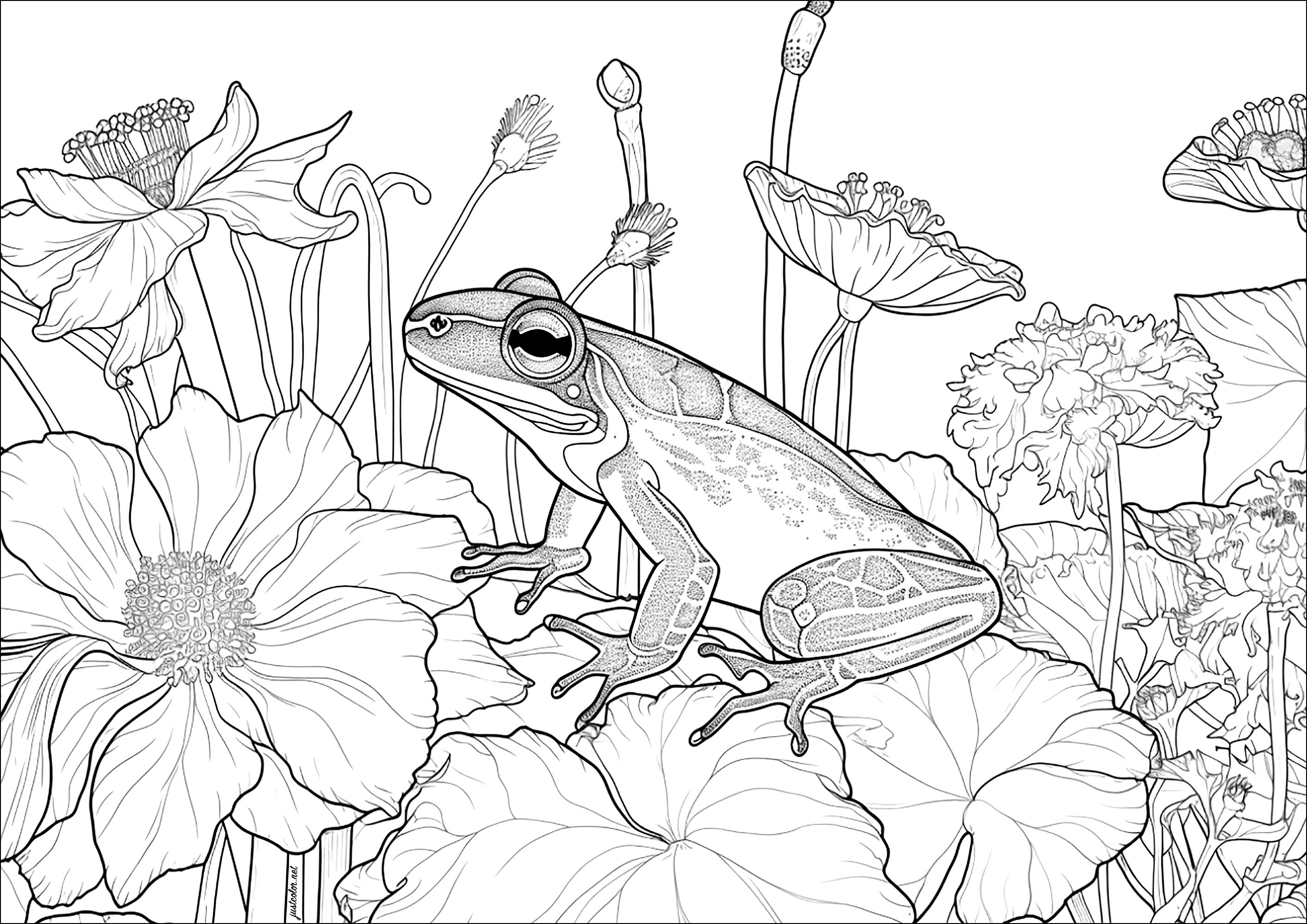 Beautiful frog on flowers. This relaxing coloring page is easy to do because the flowers are large and well-defined.