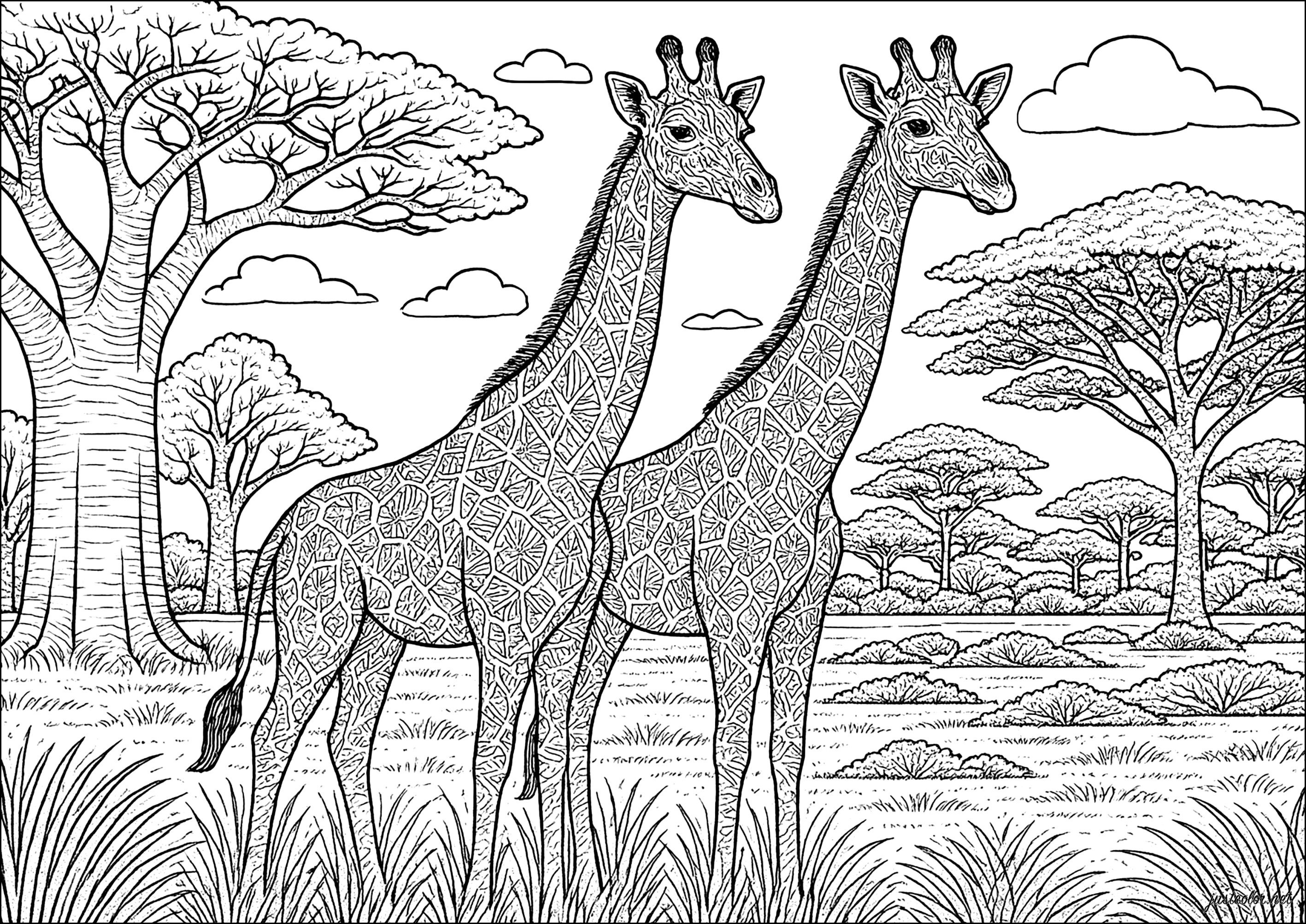 A majestic encounter on the African savannah (Printable Giraffes Coloring Page for adults)