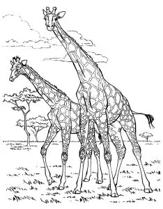 Two giraffes