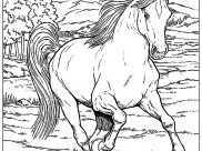 Horses Coloring Pages for Adults
