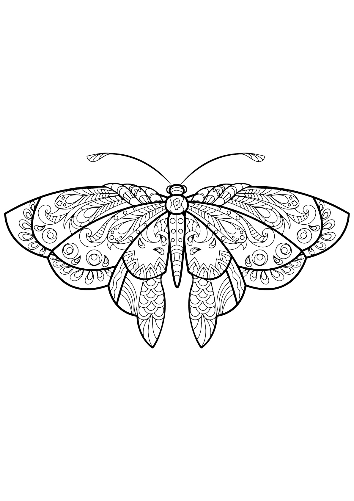Butterfly beautiful patterns 1 - Butterflies & insects Adult Coloring Pages