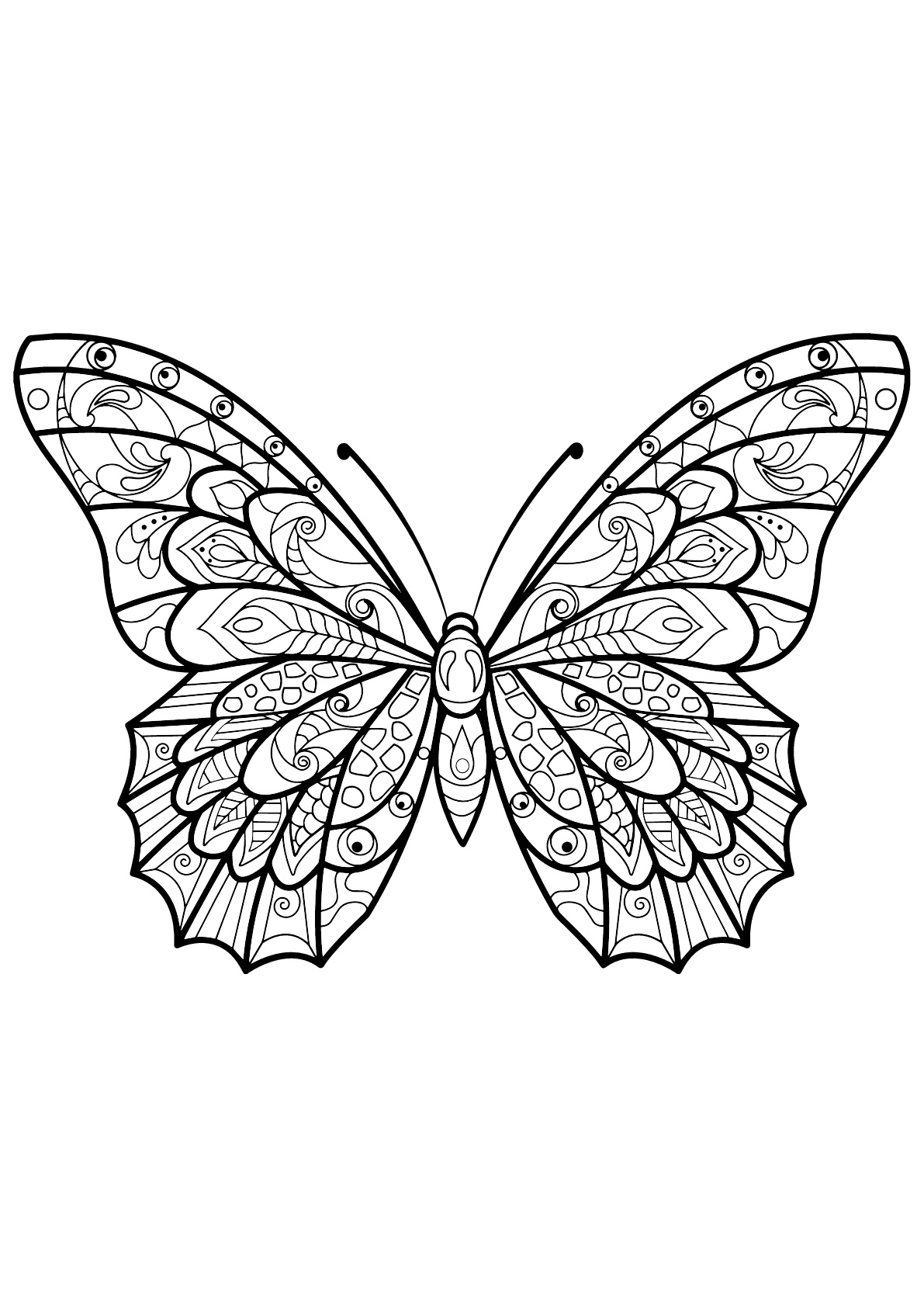 Butterfly beautiful patterns 3 - Butterflies & insects Adult Coloring Pages