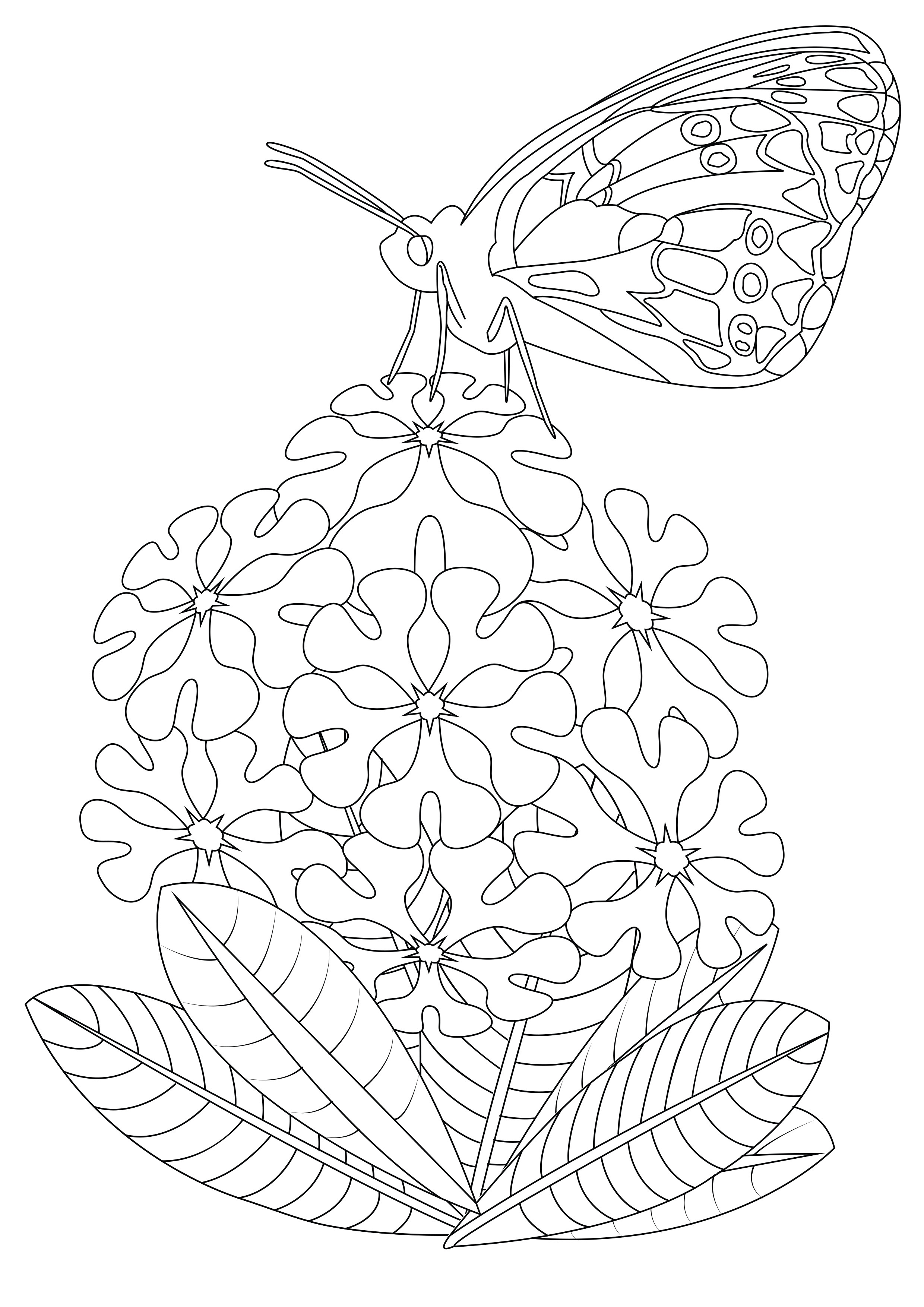 Butterfly on flowers 2 Butterflies & insects Adult Coloring Pages