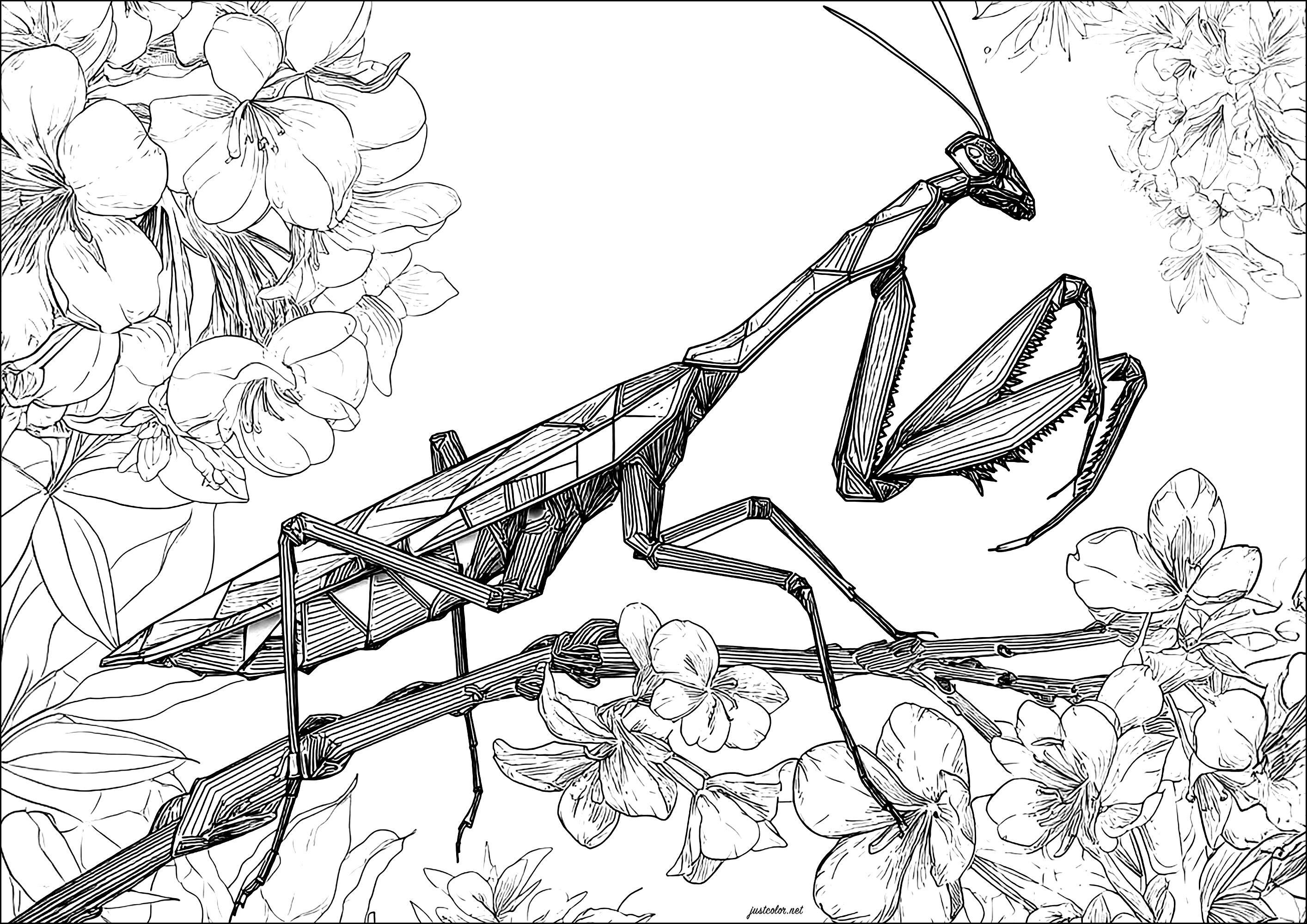 Realistic praying mantis (Printable Butterflies & Insects Coloring Page for adults)