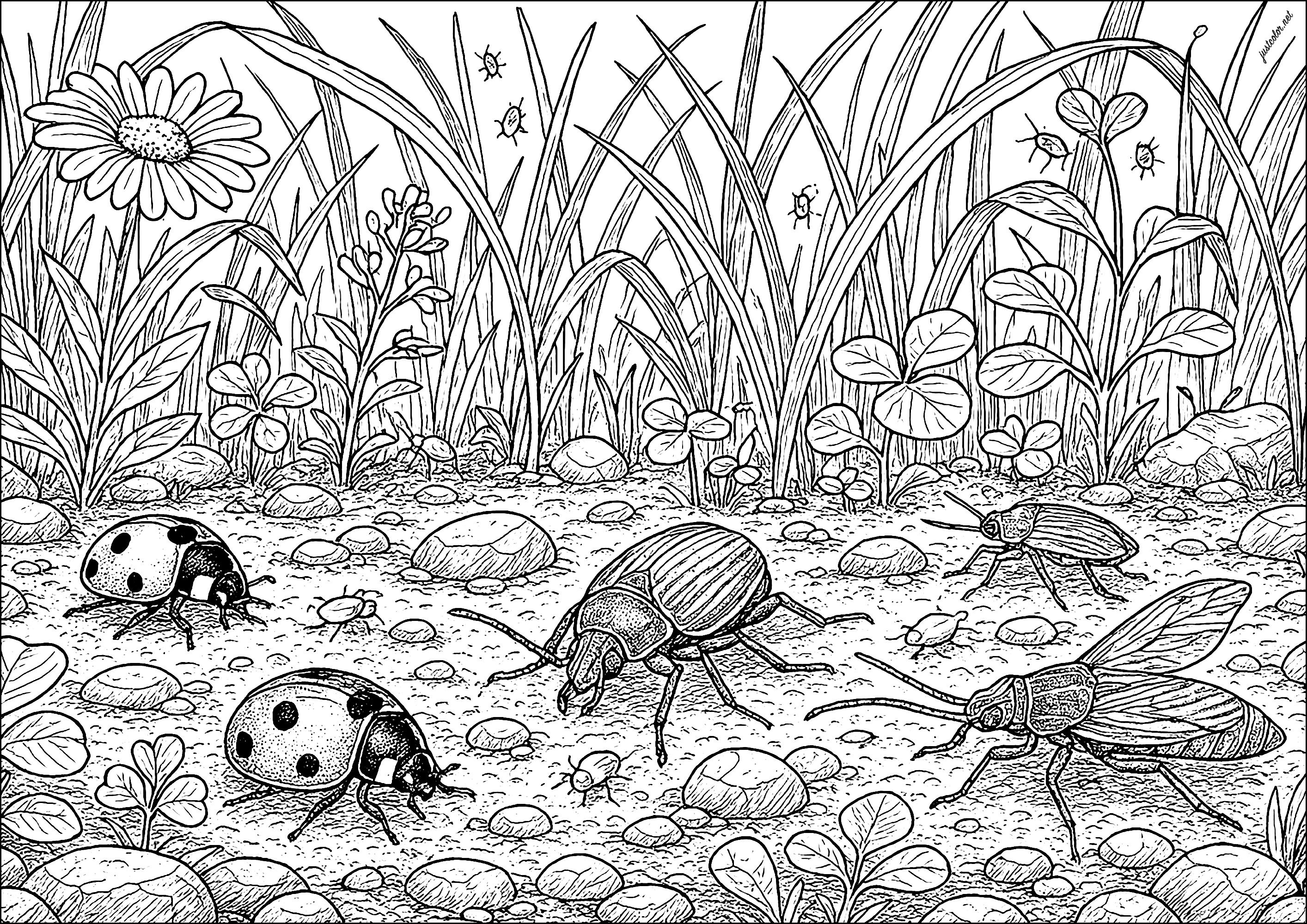 Insects-76751 (Printable Butterflies & Insects Coloring Page for adults)