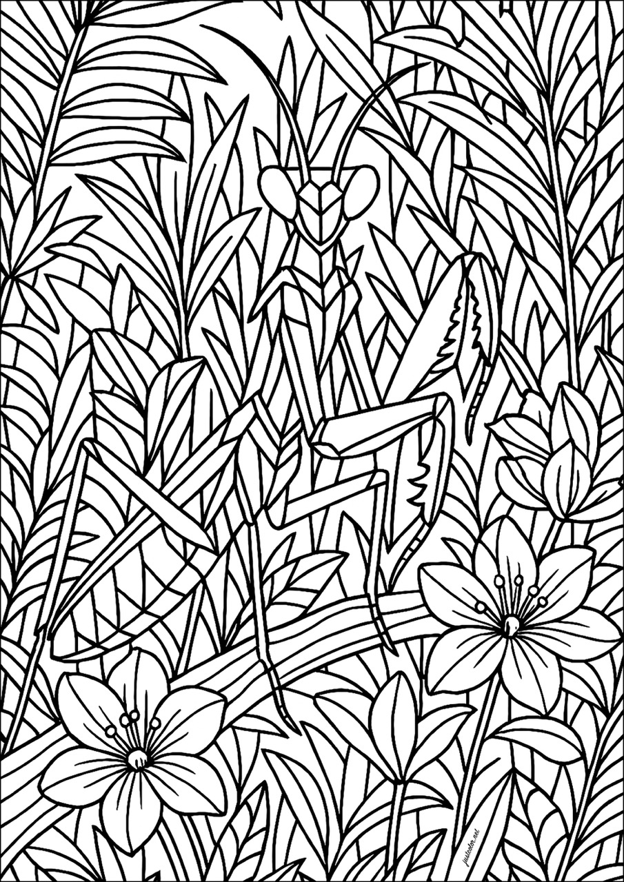 Praying mantis with thick lines (Printable Butterflies & Insects Coloring Page for adults)