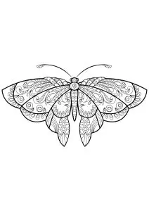 Butterfly beautiful patterns 1