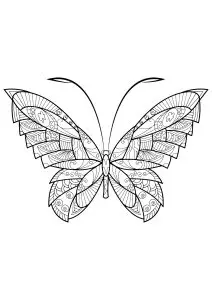 Butterfly beautiful patterns 17