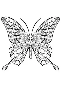 Butterfly beautiful patterns 6