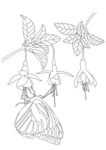 Butterfly under flowers