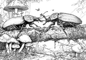 Battle of the beetles